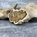 Tranche "Lacher Prise" en Bois Fossile (130g) Ref : B1