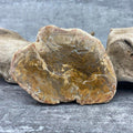 Tranche "Lacher Prise" en Bois Fossile (131g) Ref : B14